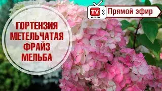 Гортензия метельчатая ФРАЙЗ МЕЛЬБА (Fraise Melba Renault) 🌺 Cоветы по выращиванию -  прямой эфир