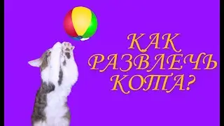 Игры! Как развлечь кота?