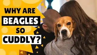 Why do Beagles Love to Cuddle us?