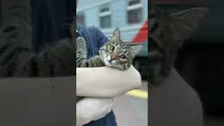 ЛУЧШИЙ НАПАРНИК В ПОЕЗДЕ!😸😻😄😃