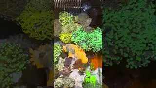 Desktop Nano Reef Fluval Evo V Coral Showcase