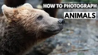 How To Photograph Animals in the Zoo, Safari or Reserve | Tutorial Tuesday