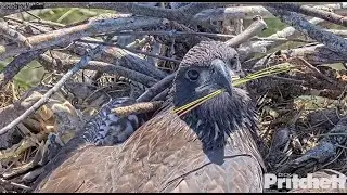 SWFL Eagle ~ E20 ADORABLE Closeups! Nibbles On Pine Sprig! Nictitating Membrane Blast Shield 3.22.22