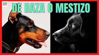 💖 WHAT IS BETTER A BREED DOG OR A MIXED ONE? 💖