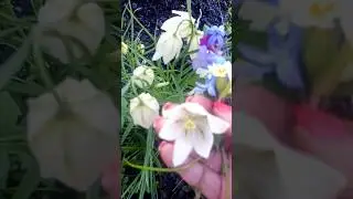 Первоцветы
