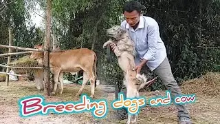 Breeding dogs and cow