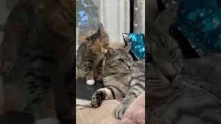 Вот такая любовь 😻😻😻 #shorts #cutecat #смешныеживотные #милота