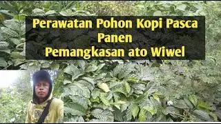 Cara melakukan pemangkasan pohon kopi//perawatan pohon kopi pasca panen