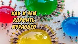 МУРАВЬИНАЯ ФЕРМА. КАК И ЧЕМ КОРМИТЬ МУРАВЬЕВ. HOW AND WHAT TO FEED THE ANTS.