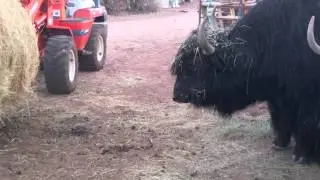 Inky Yak Bull vs Round Hay Bale, Kapow!