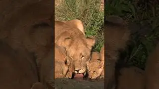 Lioness with cubs quenches her thirst. 