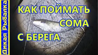 На что ловить сома с берега? Рыбалка на сома с набережной. Где достать наживку?