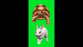 Rabbit green screen | Rabbit green screen video HD | Rabbit green screen NO Copyright video free |