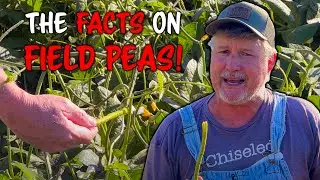 How to get Peas to Grow in the Fall