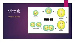 CELL CYCLE -MITOSIS( Cell division) Explanation with diagrams in hindi and english.