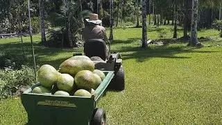 Hot & Stormy farmlife & Jackfruit season keeps on going.