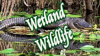 🐊 Wetland Wildlife 🐍