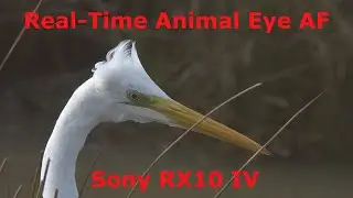 Real-Time Animal Eye AF  - Sony RX10 IV