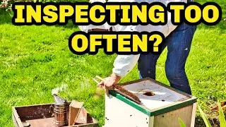 Beekeeping: How Often To Inspect & What To Look For