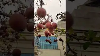 ЧТО ЗА ЧУДО - ДЕРЕВО? 