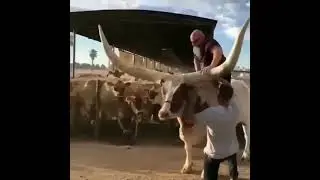 Dunyodagi eng shoxi katta hayvon