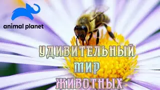 Удивительный мир животных (1). 