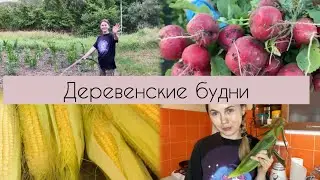 Мои деревенские будни/Показываю огород/Сезон кукурузы