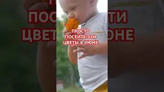 ПРОСТО посадил и забыл! ПОСЕЙТЕ эти цветы в июне