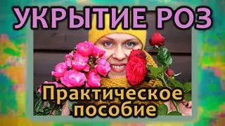 Укрытие роз на зиму. Практическое пособие.