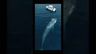 Blue whale Combat..Largest animal on Earth...