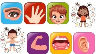 Learn Body parts | Parts of the body  | Educational video for kindergarten