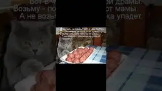 Смешные коты #6