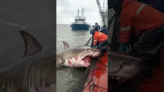 Crew Processes Fierce Shark on Deck