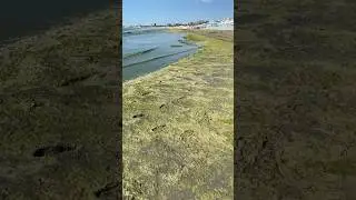 Треш пляжи Анапы этим летом 😱 водоросли море цветет - больше в ТГ «БАБЛИК путешествия»