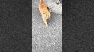 #cat
