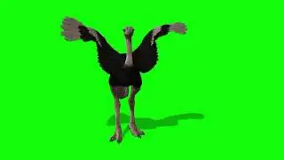 ostrich flying  green screen  parrot  Animation 5 video effect  free  4K video