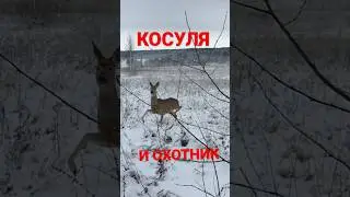 Отпустил косулю при охоте на лося     #охотник #охота #hunting #охотанакосулю #охотаналося