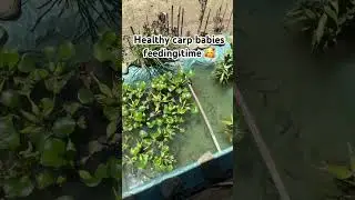 New tank setup view, feeding carp babies🥰#fishkeepinghobby #freshwaterfish#carpfishing