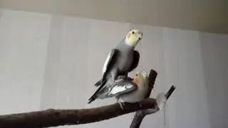 The Cockatiel male sings on female!