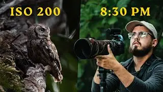 Como hacer fotos de aves SIN RUIDO con POCA LUZ 📸🦉