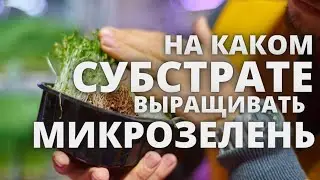 микрозелень обзор  субстаратов выращивания Кокосовый , льняной и агровата микрозелень подсолнечника