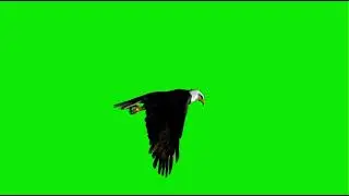 Flying eagle green screen footage the bird