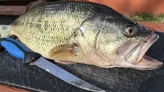 How To: Fillet a Bass Like a Pro - Boneless Bass No Gutting - Step by Step