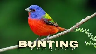 Painted bunting singing