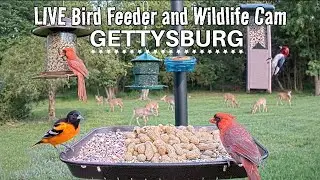 LIVE Bird Feeder and Wildlife Cam (4K) Gettysburg PA, over 30 species identified.