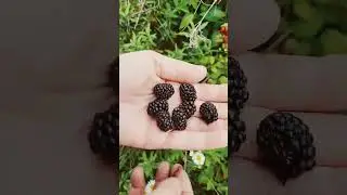 Blackberries