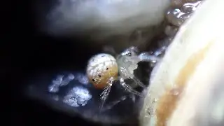 Linyphiid spider visits much bigger snail and bites into mucus