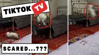 😻Cutest Pets Getting Scared | Funny Pet Videos😍 TikTok Pets (1)