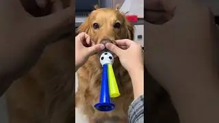 tatlı köpek 😂❤️ #shorts