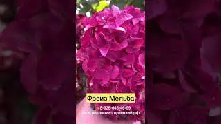 Гортензии метельчатая «Фрайз Мельба»Hydrangea paniculata «Fraise Melba» настоящая Французская Звезда